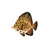 Leopard Fish