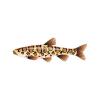 Snakeskin Carp