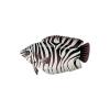 Zebra Gourami