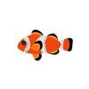 Cloth Clownfish