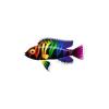 Rainbow Arrowhead Cichlid