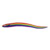 Rainbow Eel