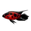 Lady Bug Paradise Fish