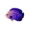 Purple Twilight Angelfish