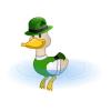 Irish Paddling Duck