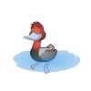 Red Head Duck