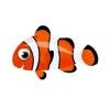 Orange Clownfish