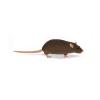 Brown Security Rat