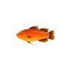 Orange Dart Fish