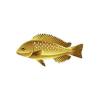 Craic Cichlid