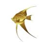 Gold Angelfish