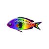 Irish Rainbow Chromis