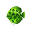 Shamrock Discus