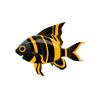 Yellow Stripe Fish