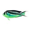 Green Ornate Angelfish