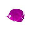 Pink Patch Angelfish