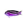 Purple Ornate Angelfish
