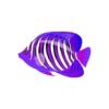 Purple Regal Angelfish