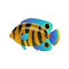 Savannah Angelfish