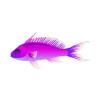 Purple Resplendent Anthias