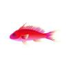 Anthias