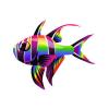 Rainbow Banggai Cardinalfish