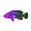 Violet Sea Bass