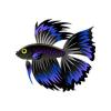 Blue Blackfin Betta