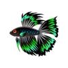 Green Blackfin Betta