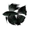 Pure Blackfin Betta