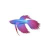 Blue and Pink Betta