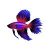 Purple Dorsal Betta