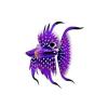 Purple Dragontail Betta