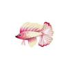 Pink Double-Tail Betta