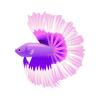 Purple Moon Betta