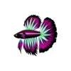 Fushcia Radiant Betta