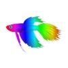 Rainbow Streak Betta