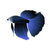 Sapphire Betta