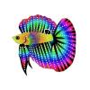 Spotted Rainbow Betta