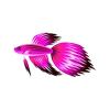 Pink Veiltail Betta