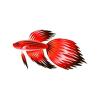 Red Veiltail Betta