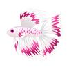 Cerise Whitefin Betta