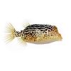 Solorenis Boxfish
