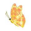 Billabong Beach Butterfly