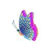 Blue Parrotfish Butterfly