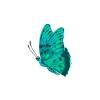 Aquamarine Butterfly