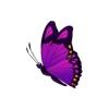 Indigo Butterfly