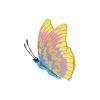 Pastel Parrotfish Butterfly