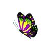 Purple Splash Butterfly