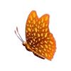 Speckled Autumn Butterfly